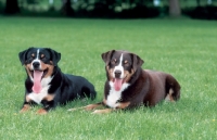 Picture of appenzeller sennenhund in both colours, lying down