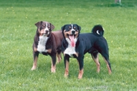 Picture of appenzeller sennenhund in both colours