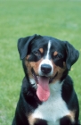 Picture of appenzeller sennenhund portrait