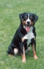 Picture of appenzeller sennenhund sitting down