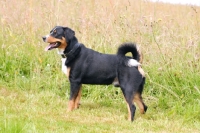 Picture of Appenzeller Sennenhund, swiss farm dog