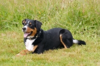 Picture of Appenzeller Sennenhund, Swiss farmdog