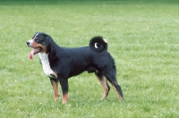 Picture of appenzeller Sennenhund