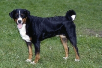 Picture of appenzeller standing on grass
