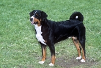 Picture of appenzeller standing on grass
