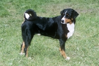 Picture of appenzeller standing on grass
