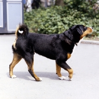 Picture of appenzeller walking on a path