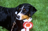 Picture of appenzeller wearing a rosette