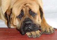 Picture of apricot coloured Mastiff, looking defeated