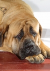 Picture of apricot coloured Mastiff, looking sad