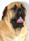 Picture of apricot coloured Mastiff, portrait