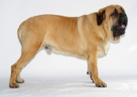 Picture of apricot coloured Mastiff