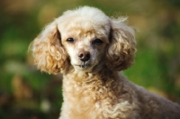 Picture of apricot coloured toy Poodle head study