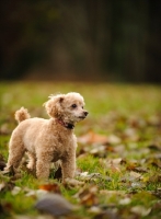 Picture of apricot coloured toy Poodle in autumn