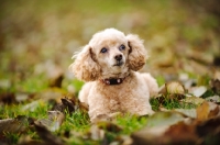 Picture of apricot coloured toy Poodle in autumn