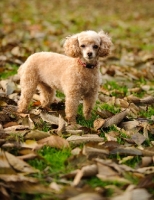 Picture of apricot coloured toy Poodle in autumn