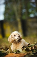 Picture of apricot coloured toy Poodle lying on leaves