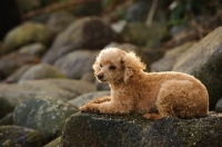 Picture of apricot coloured toy Poodle lying on rock
