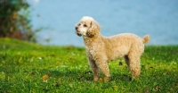 Picture of apricot coloured toy Poodle on grass