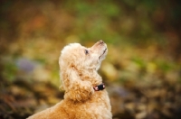 Picture of apricot coloured toy Poodle, profile