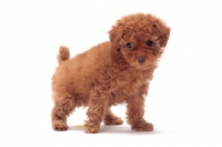 Picture of apricot coloured Toy Poodle puppy on white background