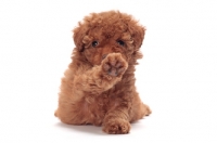Picture of apricot coloured Toy Poodle puppy, one leg up