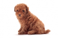 Picture of apricot coloured Toy Poodle puppy, sitting down
