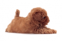 Picture of apricot coloured Toy Poodle puppy