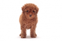 Picture of apricot coloured Toy Poodle puppy, front view