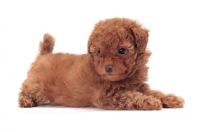 Picture of apricot coloured Toy Poodle puppy, lying down