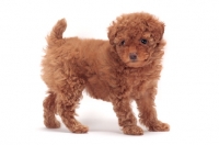 Picture of apricot coloured Toy Poodle puppy in studio