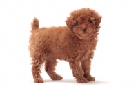 Picture of apricot coloured Toy Poodle puppy standing on white background