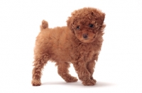 Picture of apricot coloured Toy Poodle puppy