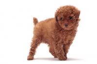 Picture of apricot coloured Toy Poodle puppy on white background