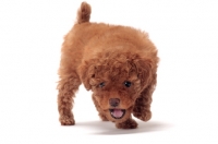 Picture of apricot coloured Toy Poodle puppy looking at camera