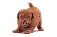 Picture of apricot coloured Toy Poodle puppy