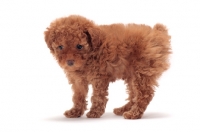 Picture of apricot coloured Toy Poodle puppy