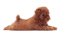 Picture of apricot coloured Toy Poodle puppy, lying down