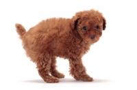 Picture of apricot coloured Toy Poodle puppy, arched back