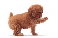 Picture of apricot coloured Toy Poodle puppy, one leg up