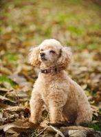 Picture of apricot coloured toy Poodle sitting on leaves
