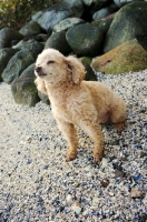Picture of apricot coloured toy Poodle sitting on gravel