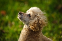 Picture of apricot coloured toy Poodle