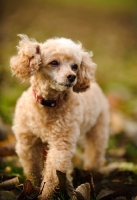 Picture of apricot coloured toy Poodle