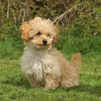 Picture of apricot coloured toy Poodle