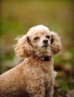 Picture of apricot coloured toy Poodle