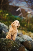 Picture of apricot coloured toy Poodle
