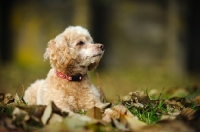 Picture of apricot coloured toy Poodle