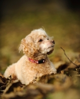 Picture of apricot coloured toy Poodle