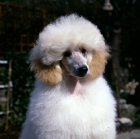 Picture of apricot poodle puppy in puppy clip